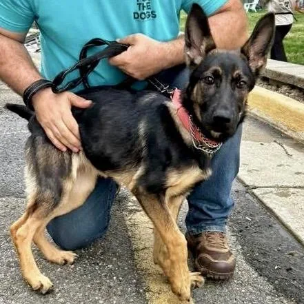 A baby small-sized female Sable German Shepherd Dog dog named Bea for adoption in Fredericksburg, VA