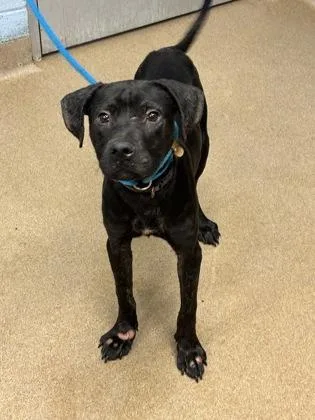 A young medium-sized male Mixed Breed dog named Argento for adoption in Chamblee, GA