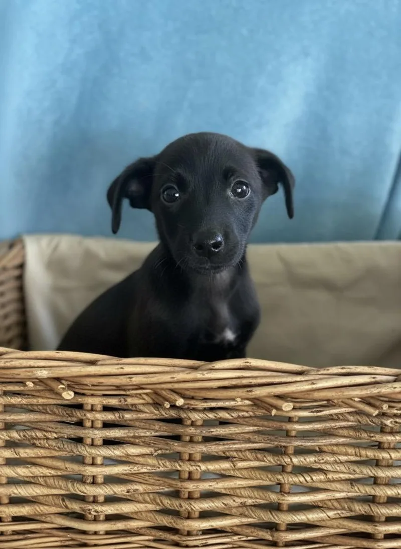 Rosie