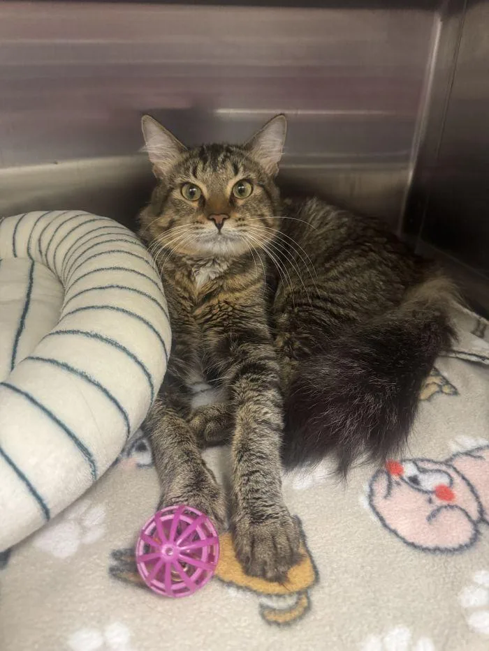 An adult small-sized male Domestic Short Hair cat named Maestro for adoption in Hilton Head Island, SC