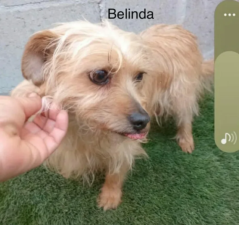 Belinda thumbnail 3