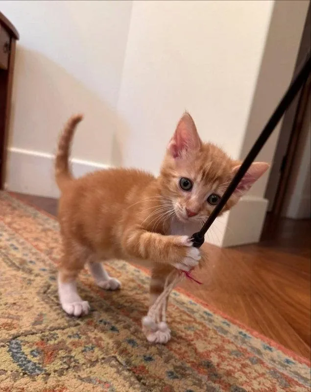 A young medium-sized male Tabby (Orange / Red) Tabby cat named Tangerine for adoption in Knoxville, TN