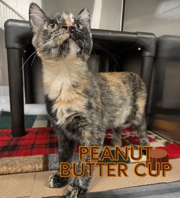 A baby medium-sized female Tortoiseshell Domestic Short Hair cat named Peanut Butter Cup for adoption in Nevada, IA