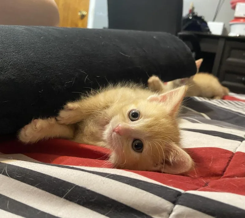 A baby medium-sized male Tabby (Orange / Red) Domestic Short Hair cat named Arcanine for adoption in Clinton Township, MI