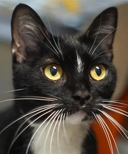 An adult medium-sized female Domestic Short Hair cat named Purrl for adoption in Encinitas, CA