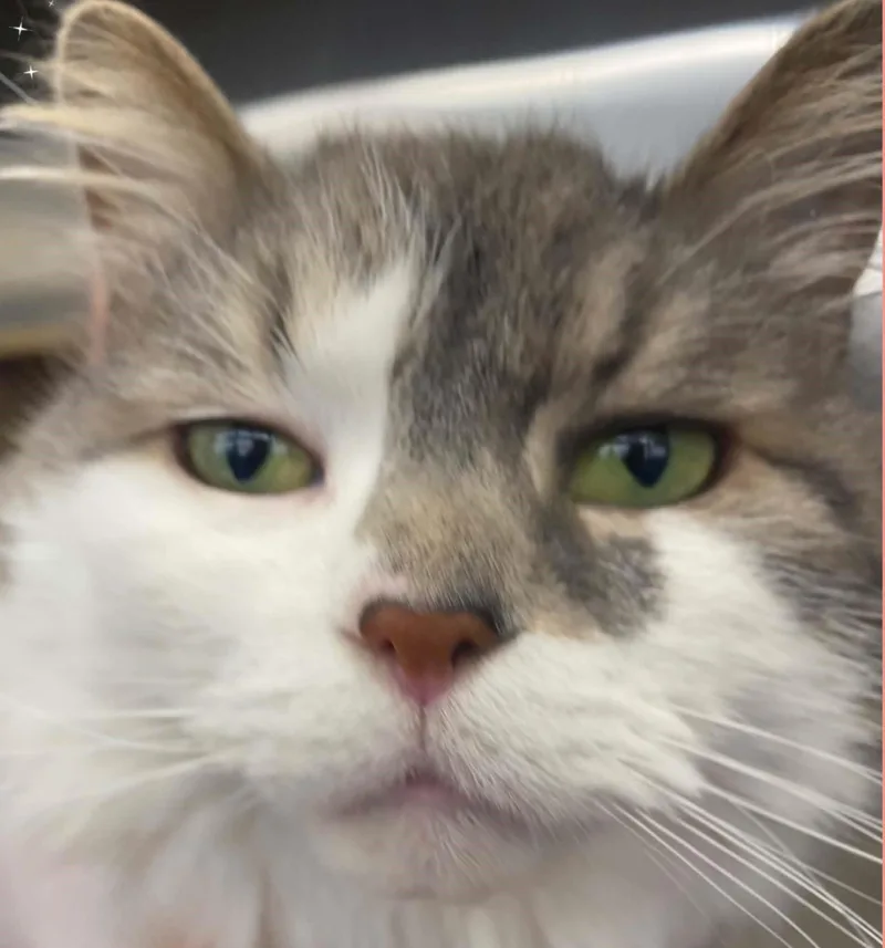 An adult large-sized female White Domestic Long Hair cat named Queenie for adoption in Linwood, MI