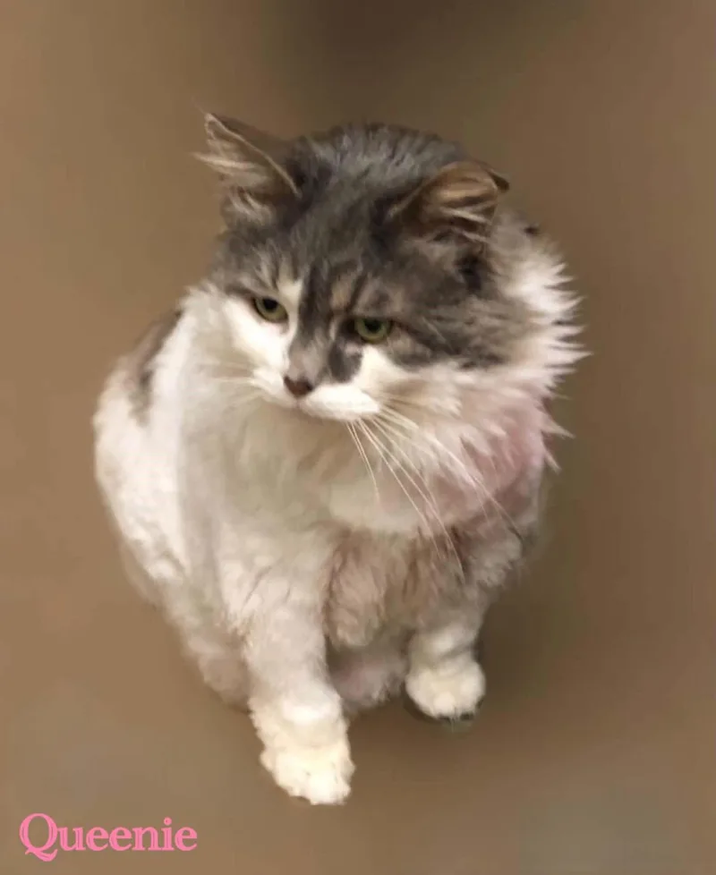 Queenie thumbnail 5