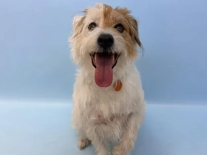 An adult small-sized male Parson Russell Terrier dog named Buddy for adoption in Woodbury, MN