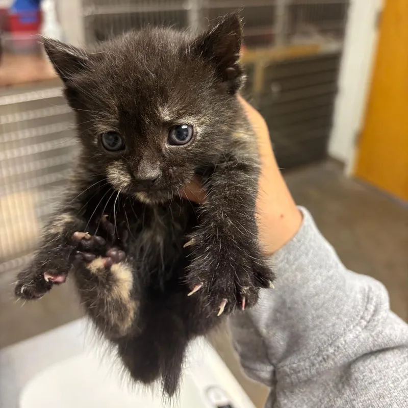 A baby small-sized female Tortoiseshell Domestic Short Hair cat named Brat for adoption in Ottawa, KS