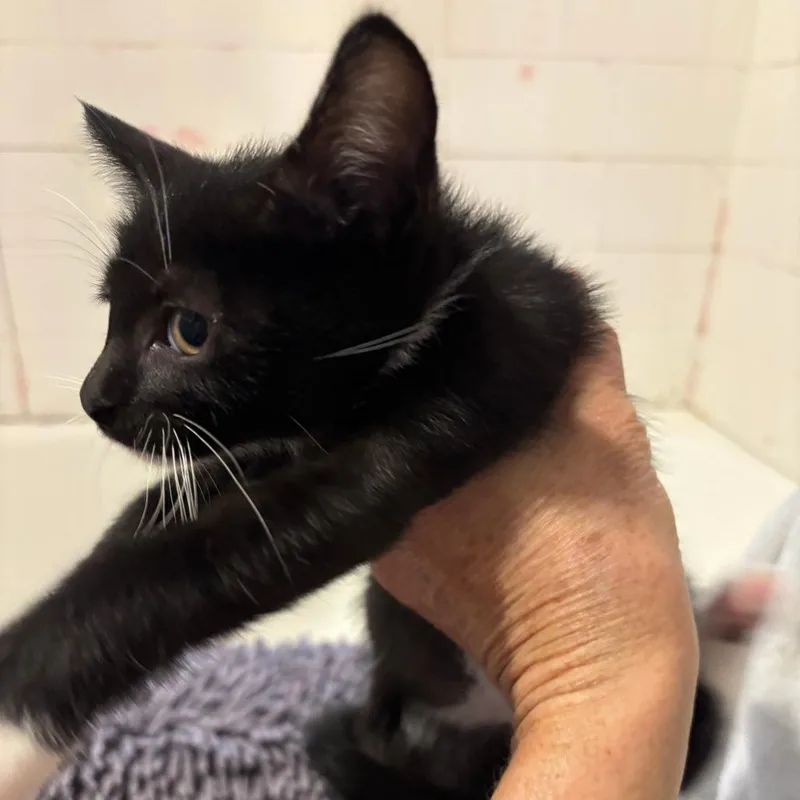 A baby small-sized male Black Domestic Short Hair cat named Simon for adoption in Jupiter, FL