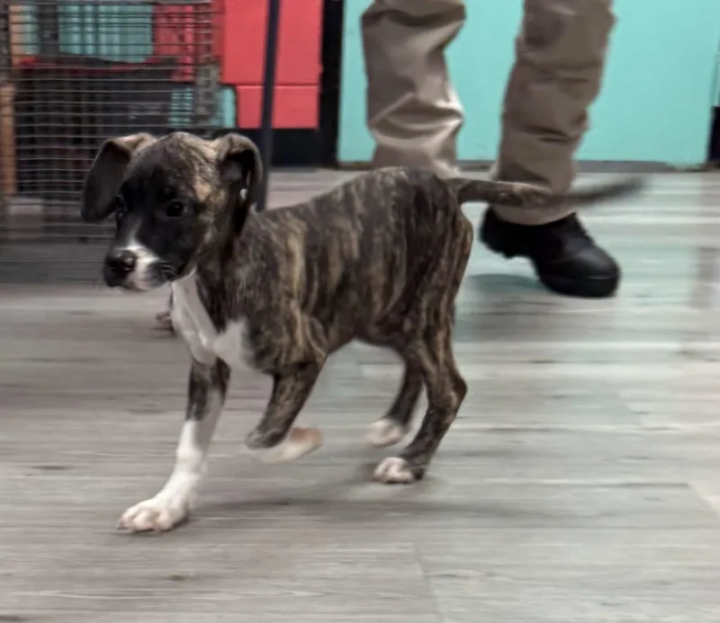 A baby medium-sized female Brindle Pit Bull Terrier dog named Bernadette for adoption in Browns Mills, NJ