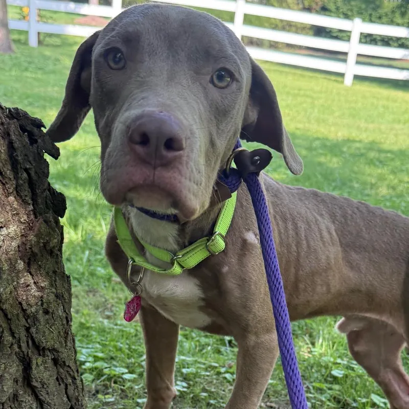 A young medium-sized male Yellow / Tan / Blond / Fawn Mixed Breed dog named Nugget for adoption in St. Peters, MO