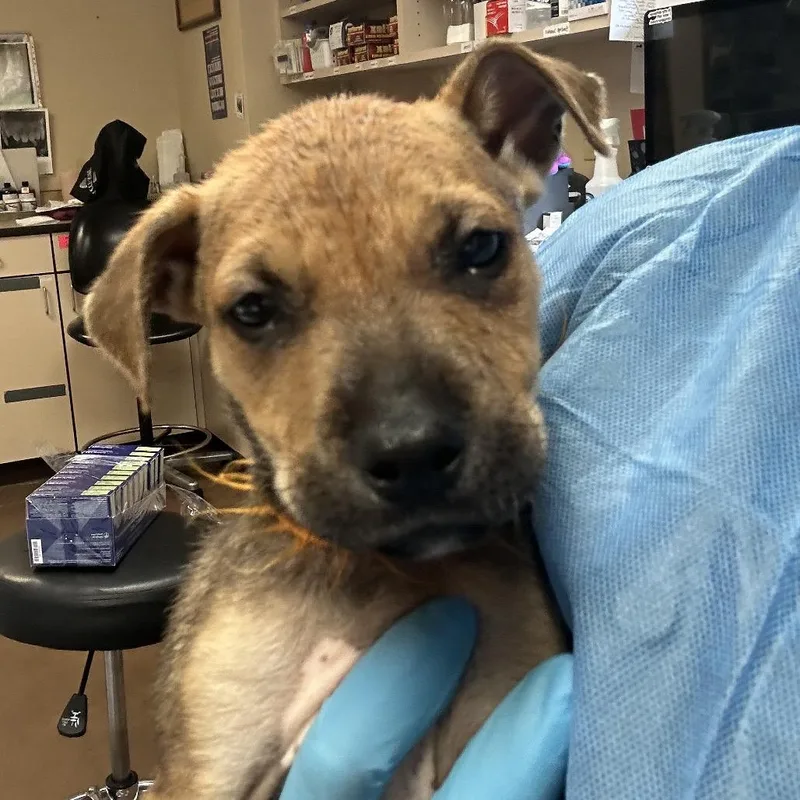 A baby small-sized male Brown / Chocolate Mixed Breed dog named Dust for adoption in Flagstaff, AZ