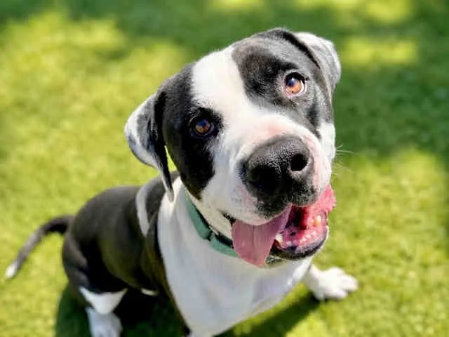 An adult medium-sized male Pit Bull Terrier dog named Dary for adoption in Bonita, CA
