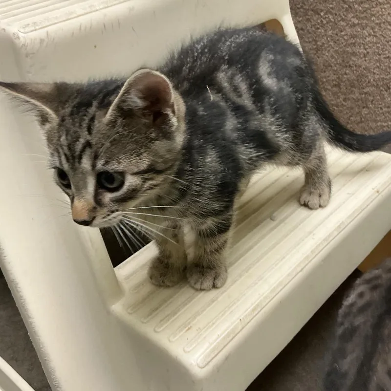 A baby small-sized male Gray / Blue / Silver Domestic Short Hair cat named Smoke for adoption in Waynesburg, PA