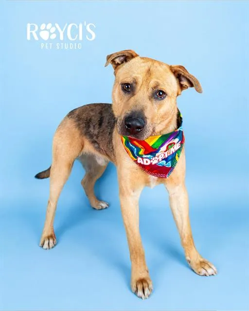 A young medium-sized male Shepherd dog named Shaggy for adoption in West Valley City, UT