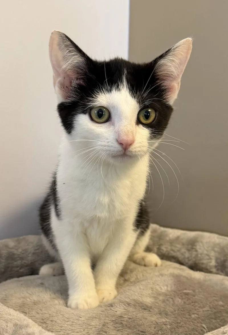 A young medium-sized female Domestic Short Hair cat named Croissant for adoption in Elkins, WV