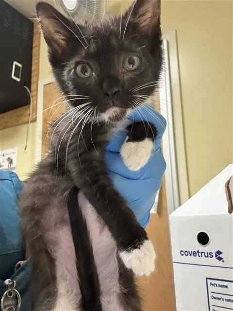 A baby small-sized female Domestic Short Hair cat named Lays for adoption in Sacramento, CA