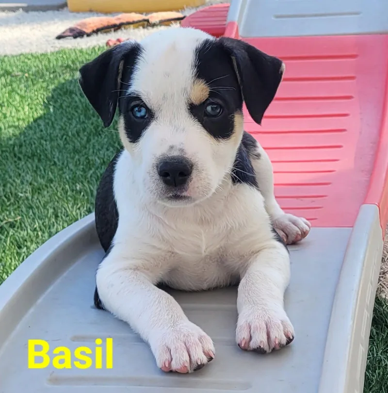 Basil thumbnail 2