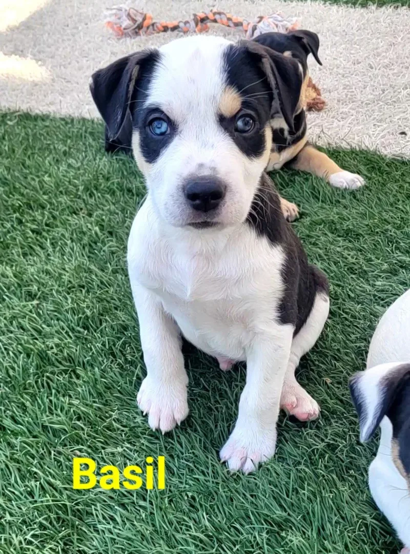 Basil thumbnail 3