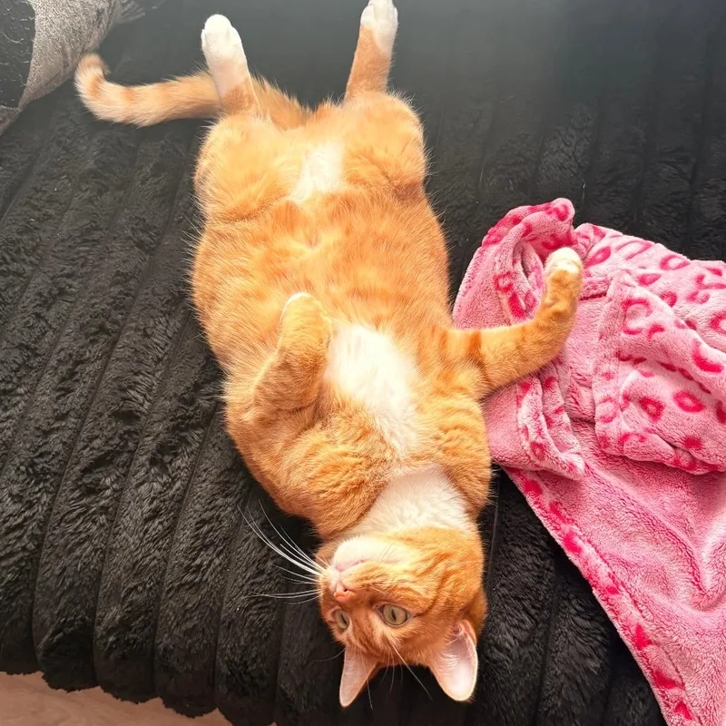 An adult large-sized male Orange / Red Domestic Short Hair cat named Rusty for adoption in Kennebunk, ME
