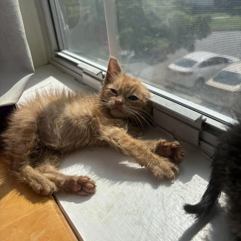 A baby small-sized male Orange / Red Domestic Short Hair cat named Cheeto for adoption in Bel Air, MD