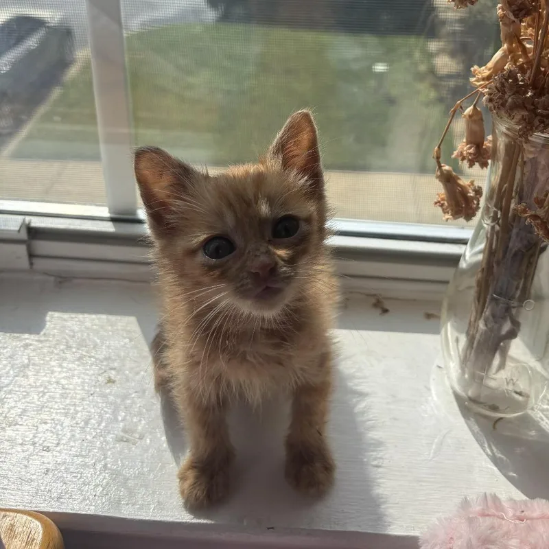 Cheeto thumbnail 2