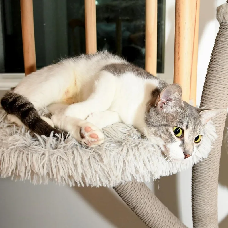 A young medium-sized female White Domestic Short Hair cat named Warehouse mom for adoption in Natick, MA
