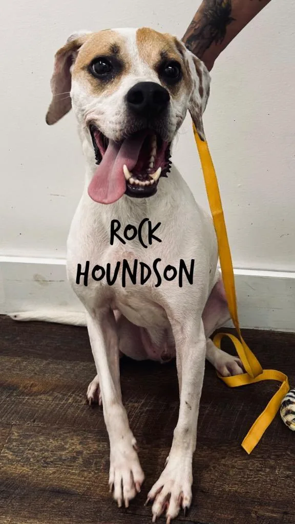 An adult large-sized male Affenpinscher dog named Rock Houndson for adoption in Jacksonville, IL