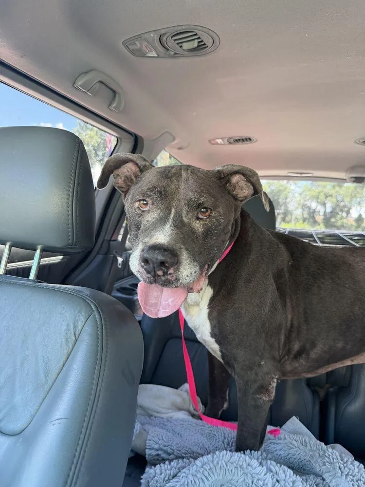 A senior large-sized male American Bulldog dog named Smokey for adoption in Lakeland, FL