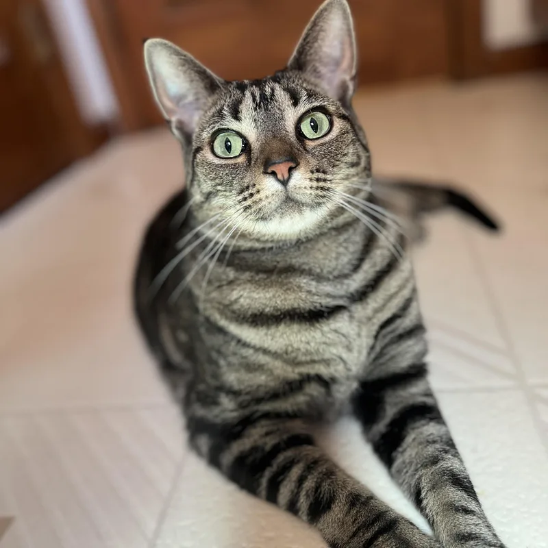 An adult large-sized female Brown / Chocolate Domestic Short Hair cat named DenaliBonded to Finn for adoption in Germansville, PA