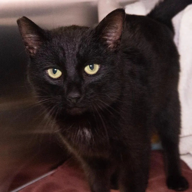 A young medium-sized male Domestic Short Hair cat named Must See Tv for adoption in Shoreline, WA