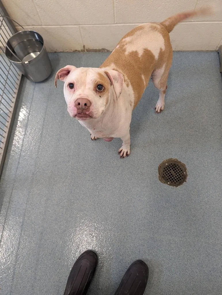 An adult medium-sized female Pit Bull Terrier dog named Emily for adoption in Portland, IN