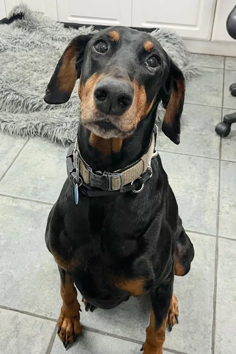 A young medium-sized male Doberman Pinscher dog named Ace for adoption in Oakland Park, FL