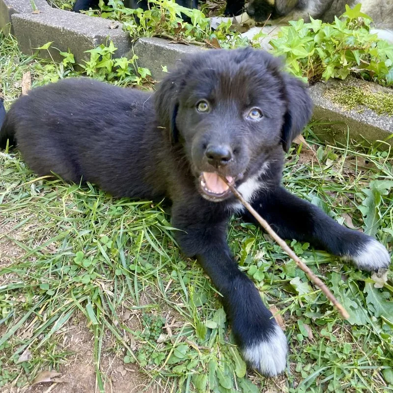 Meriadoc Brandybuck thumbnail 2