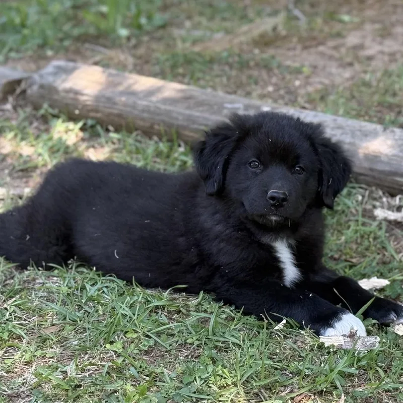 Meriadoc Brandybuck thumbnail 4