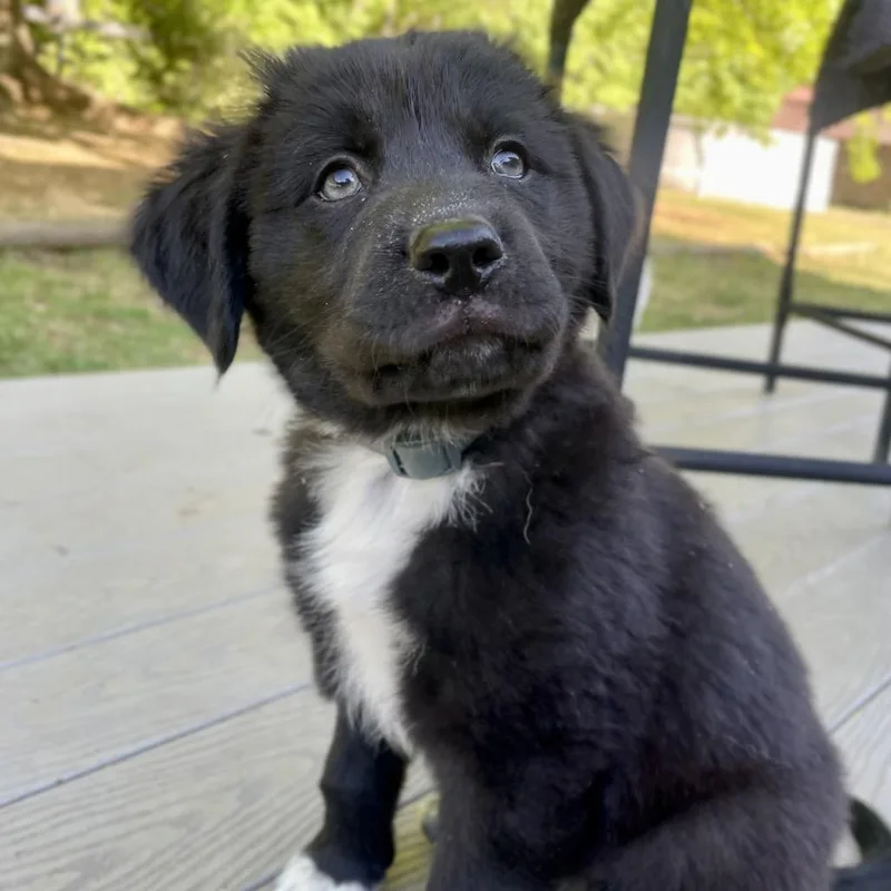 Meriadoc Brandybuck thumbnail 5