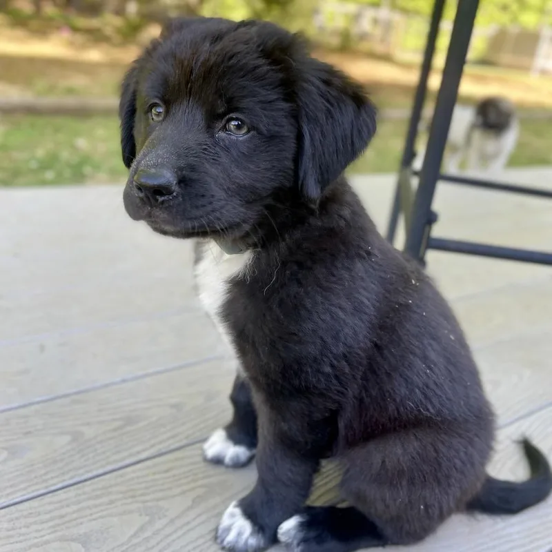 Meriadoc Brandybuck thumbnail 6