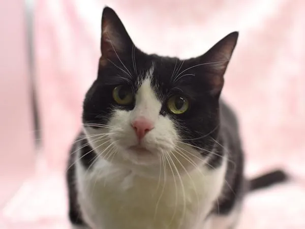 An adult large-sized female Domestic Short Hair cat named Snoopcat for adoption in Portland, OR