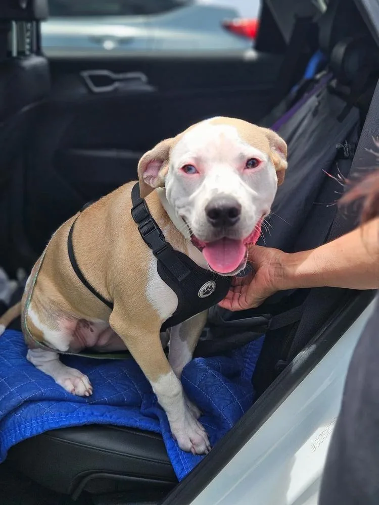 A baby small-sized female Tricolor (Brown, Black, & White) American Bulldog dog named Luna for adoption in Lakeland, FL