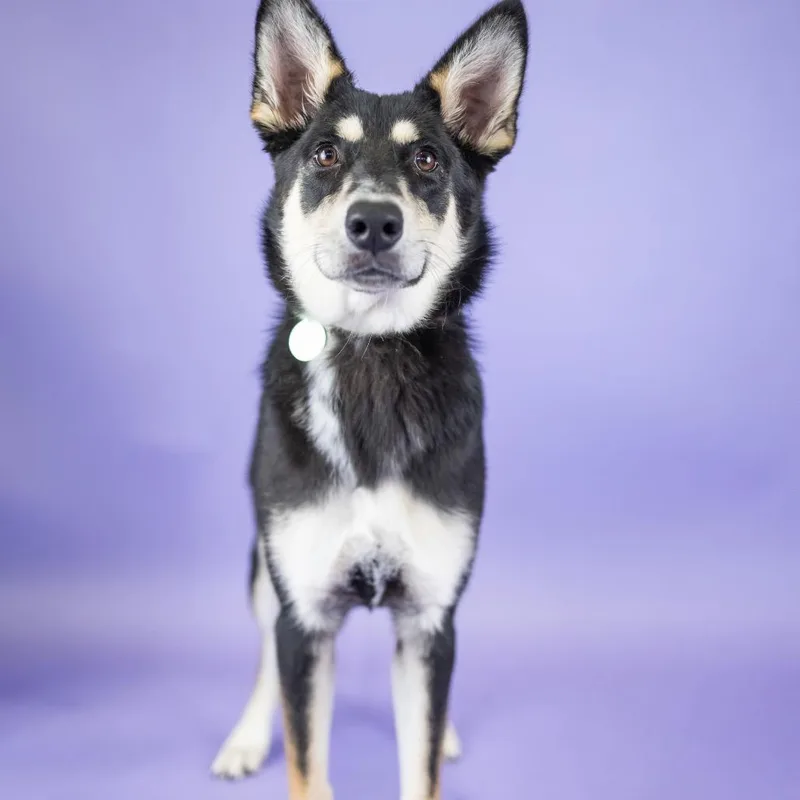 An adult medium-sized female Black Mixed Breed dog named Mia for adoption in Portland, OR