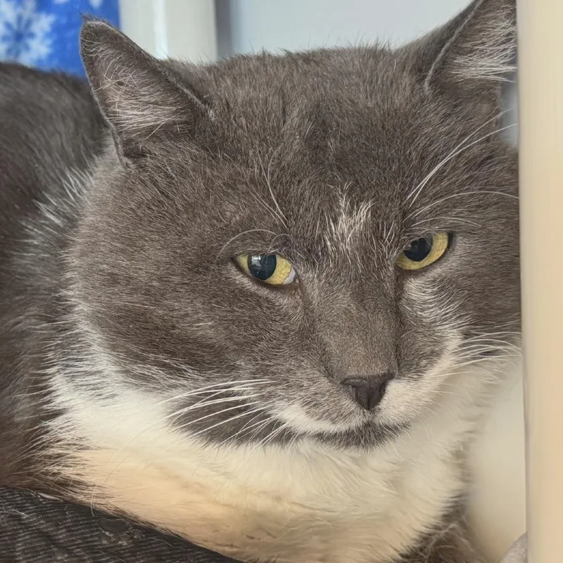 An adult large-sized male Gray / Blue / Silver Domestic Short Hair cat named Georgie Boy for adoption in Bentonville, AR