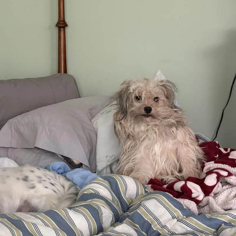 A young small-sized male Yellow / Tan / Blond / Fawn Shih Tzu dog named Fred for adoption in Alexandria, VA
