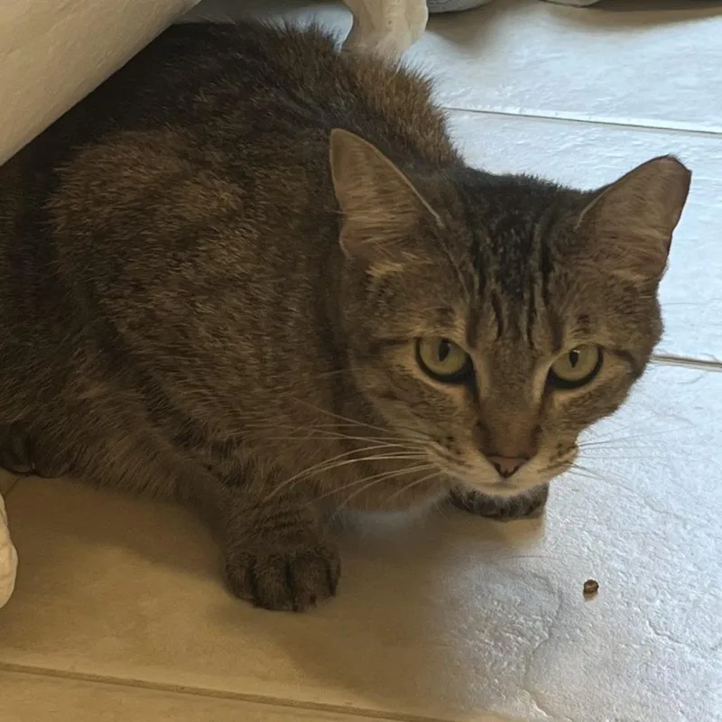 An adult small-sized female Brown / Chocolate Domestic Short Hair cat named Boba for adoption in Chaska, MN