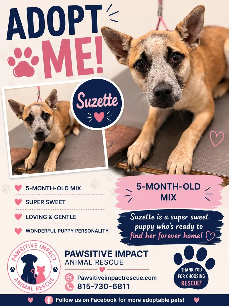 A young small-sized female Australian Cattle Dog / Blue Heeler dog named Suzette for adoption in Joliet, IL