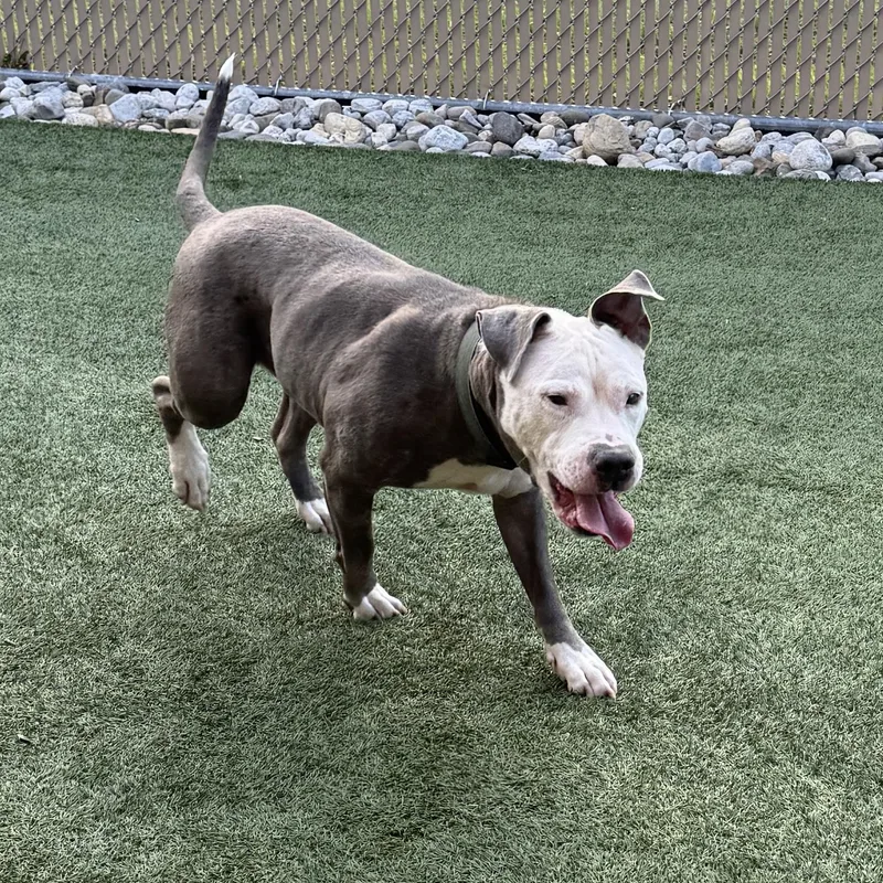 An adult large-sized male American Staffordshire Terrier dog named MOTO MOTO  Lives for adoption in Clifton, NJ