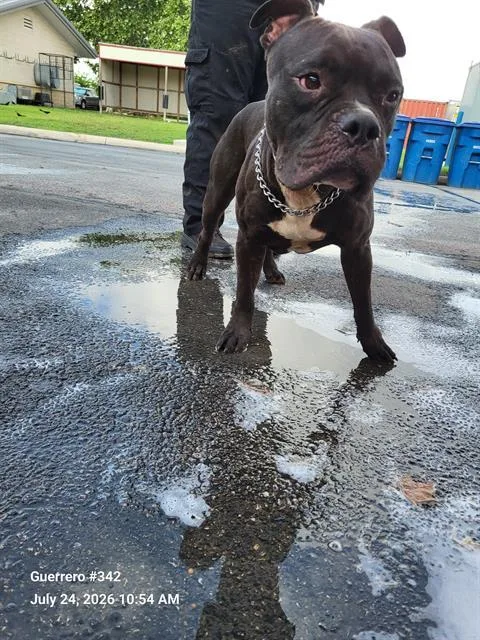 An adult large-sized male American Staffordshire Terrier dog named Chingon for adoption in San Antonio, TX