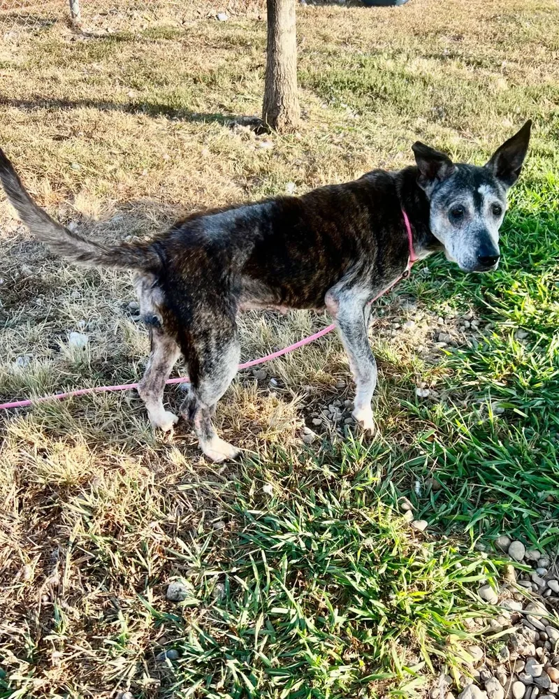 A senior medium-sized female Brindle Mixed Breed dog named Chai for adoption in Georgetown, TX