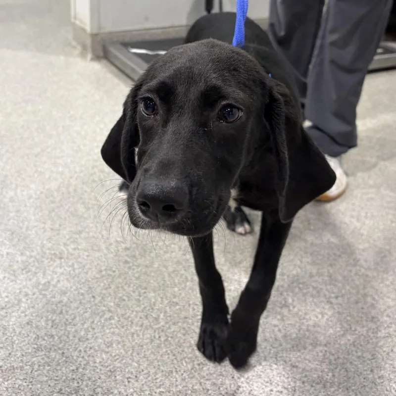 A baby medium-sized male Labrador Retriever dog named Vinny for adoption in Tampa, FL