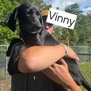 Vinny thumbnail 2